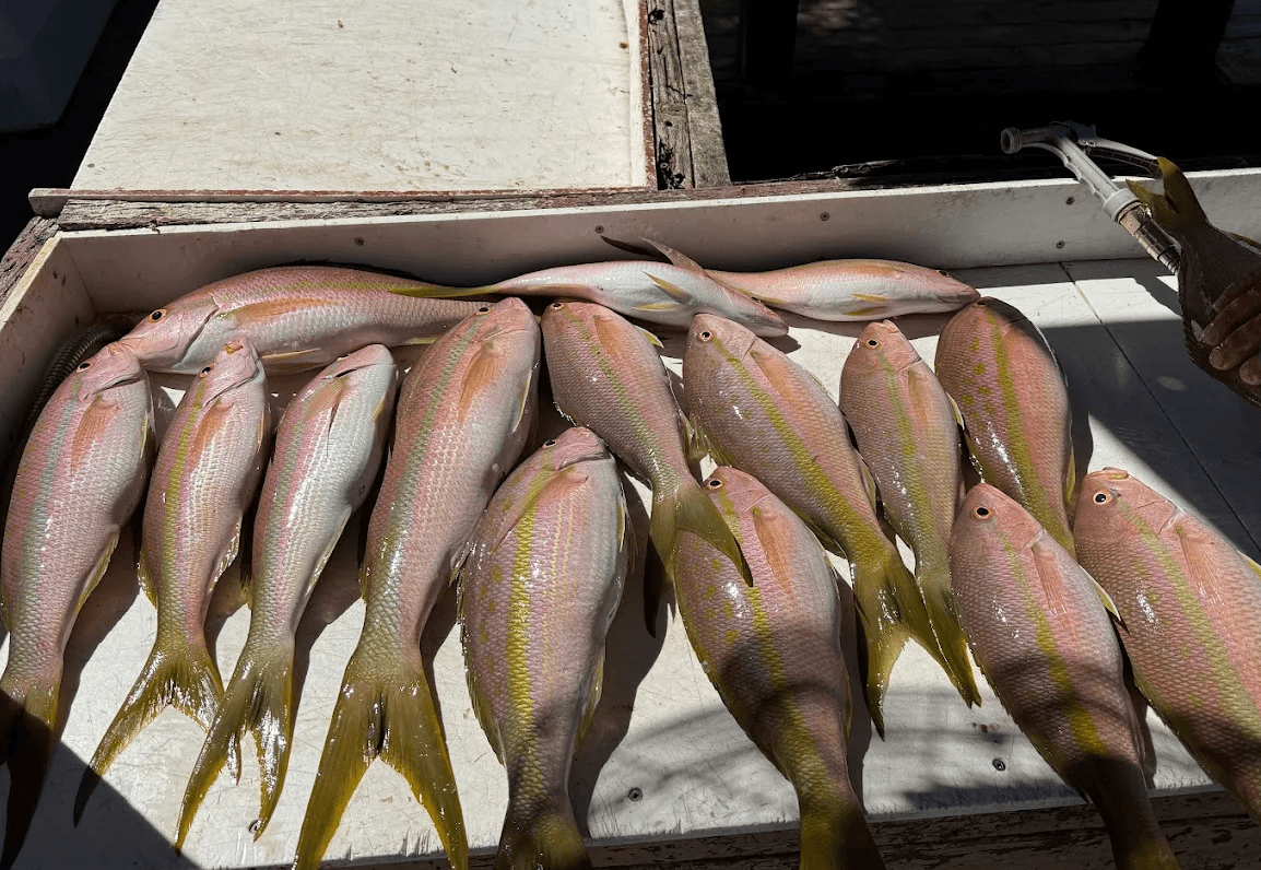 4-Hour Private Reef Fishing