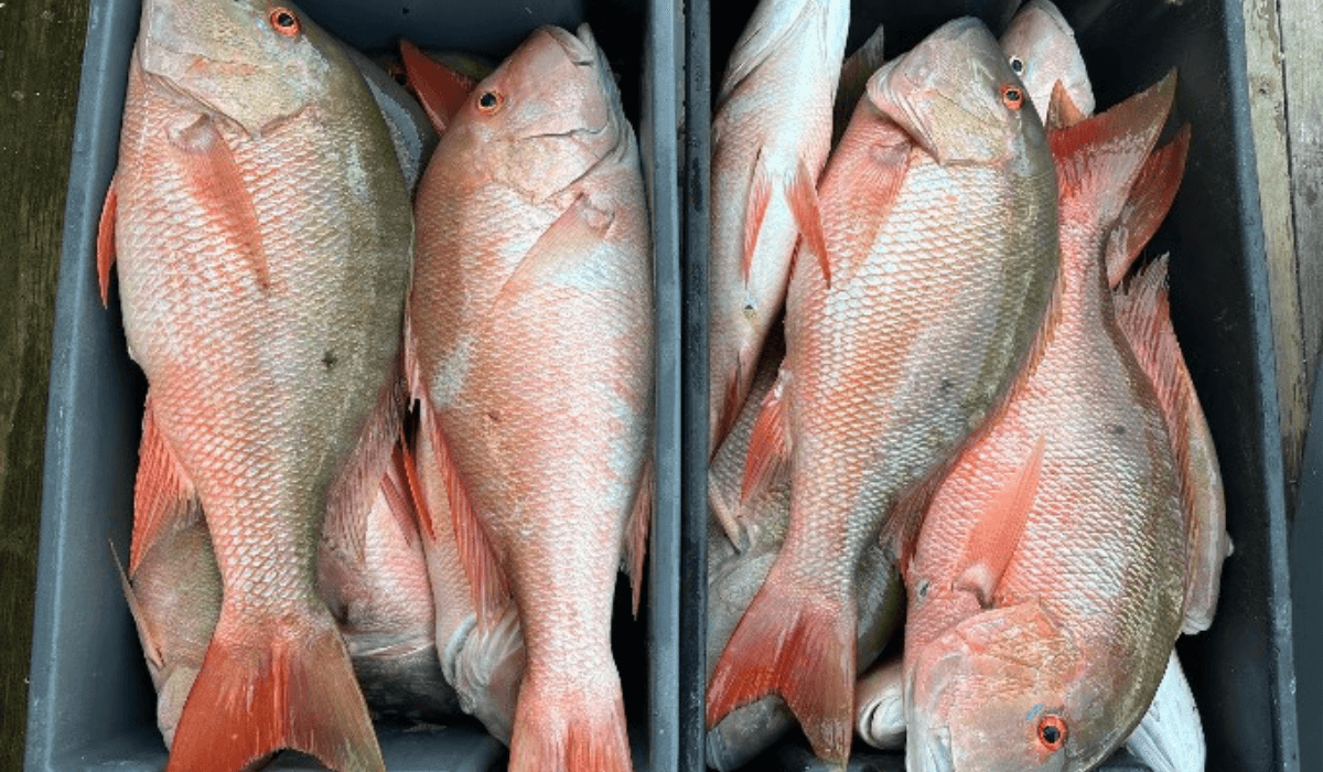 Private Key West Specialty Fishing Trip